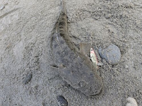 マゴチの釣果
