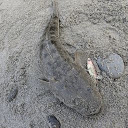 マゴチ
