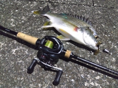 キビレの釣果