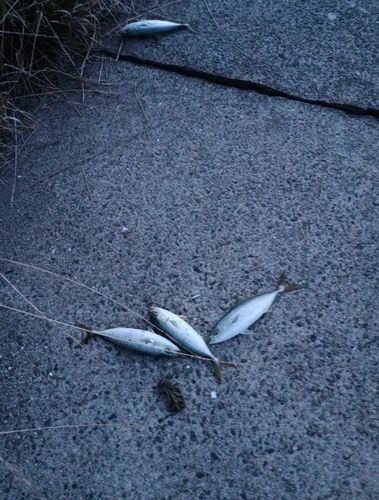 ツバスの釣果