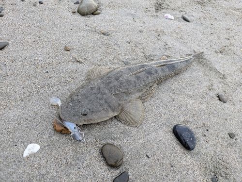 マゴチの釣果