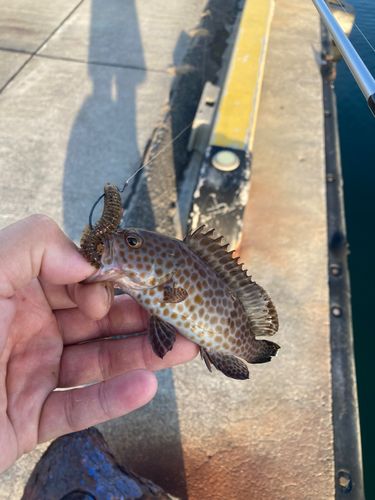 オオモンハタの釣果