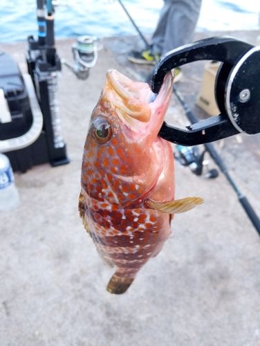 キジハタの釣果