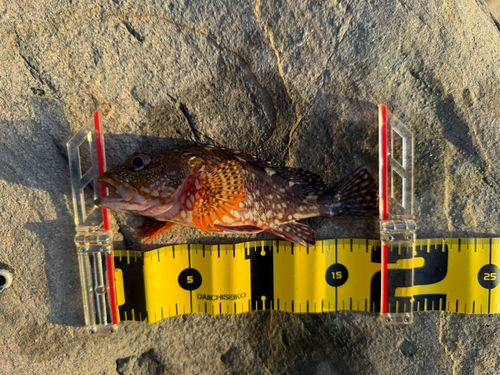 カサゴの釣果