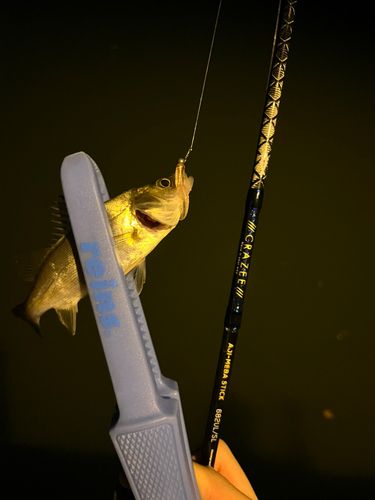 セイゴ（マルスズキ）の釣果