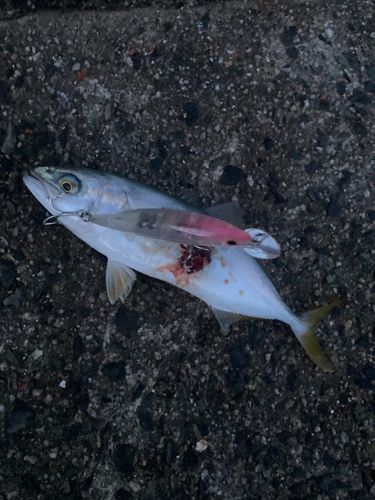 ツバスの釣果