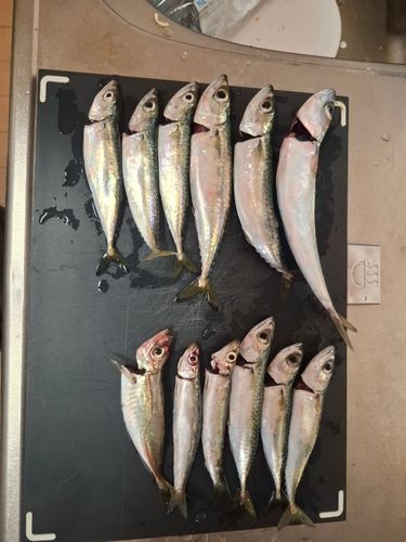 サバの釣果