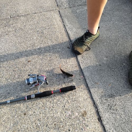 ウミタナゴの釣果