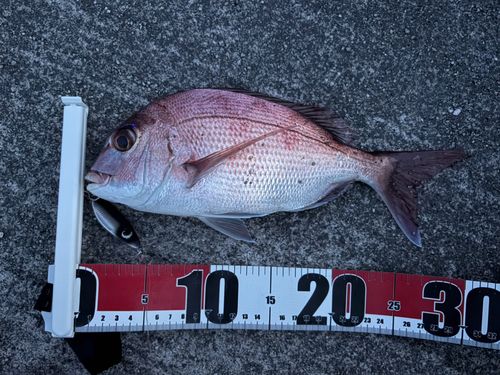 マダイの釣果