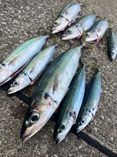 ムロアジの釣果