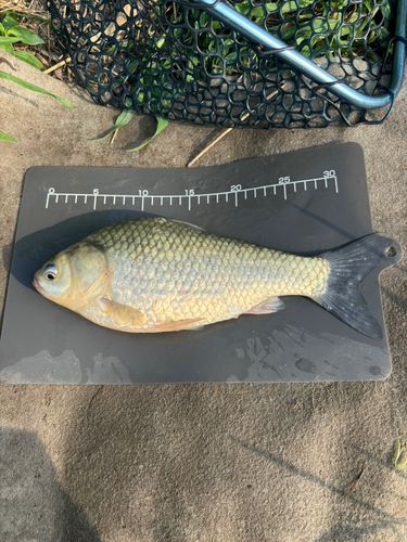 ヘラブナの釣果