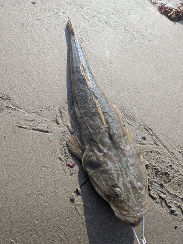 マゴチの釣果