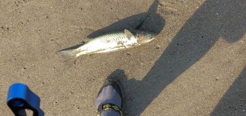 ボラの釣果