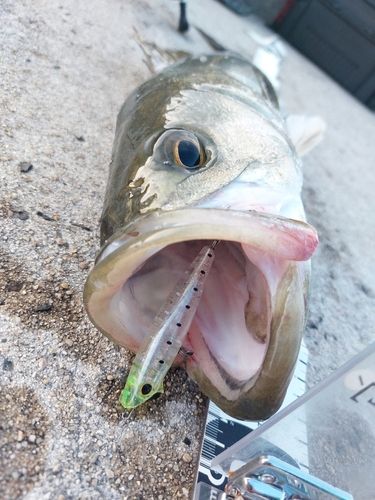 スズキの釣果
