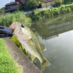 ブラックバス