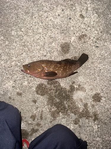 マアジの釣果