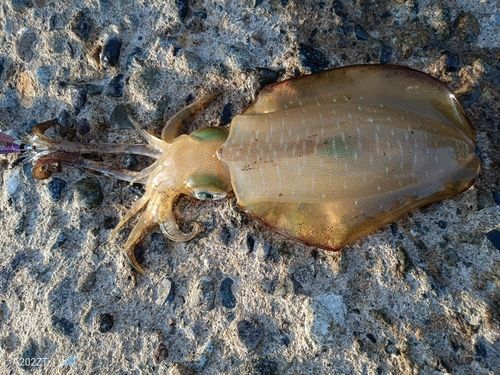 アオリイカの釣果