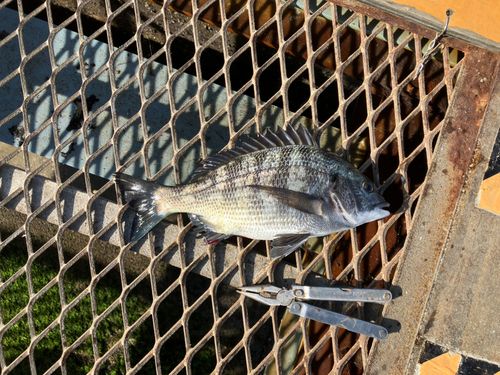 クロダイの釣果