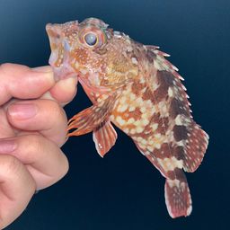 ガシラ