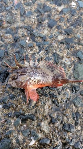 ハオコゼの釣果