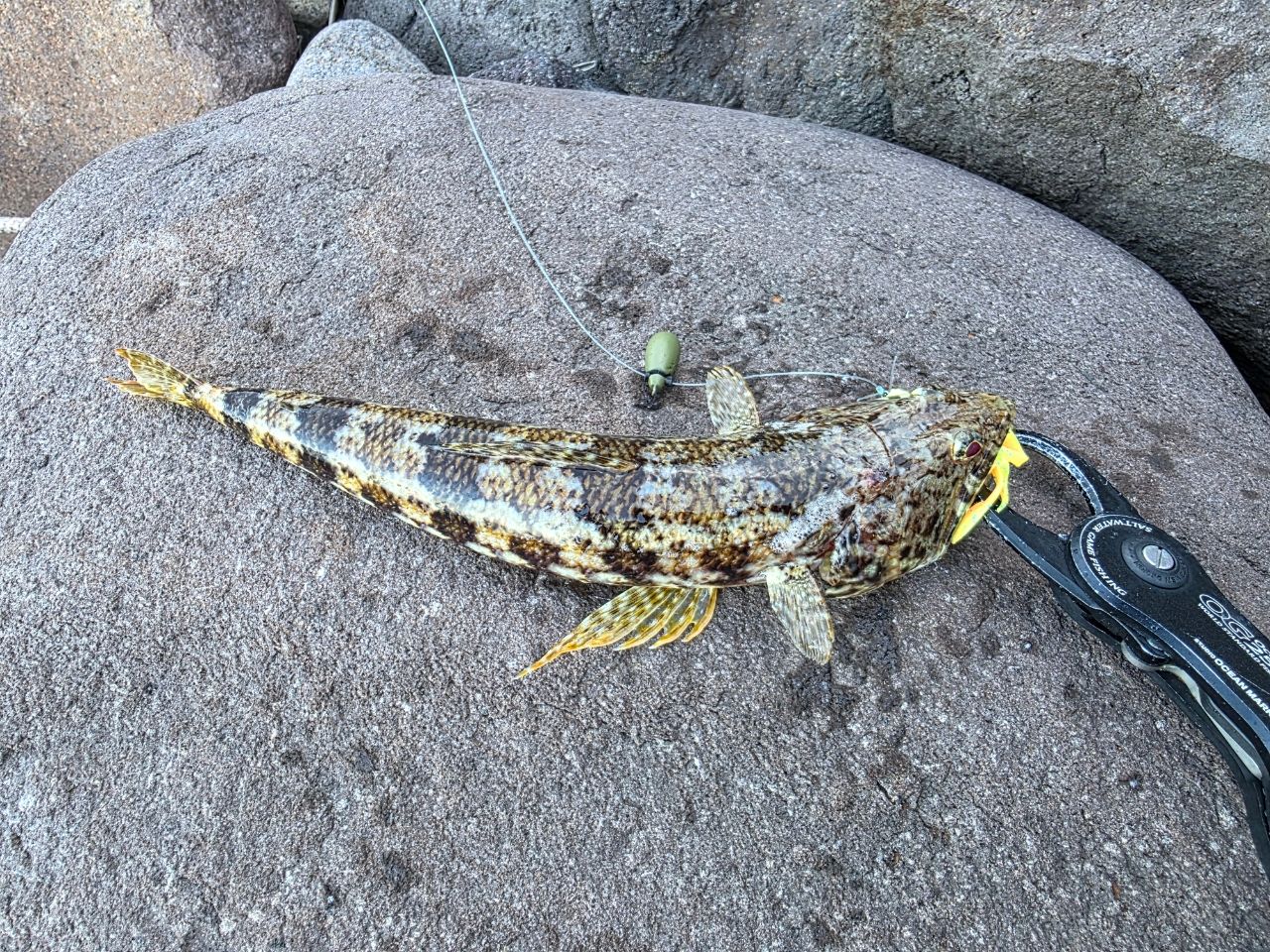 GCRAFT セブンセンスTR ミッドナイトモンスター リミテッド 18 MMLS