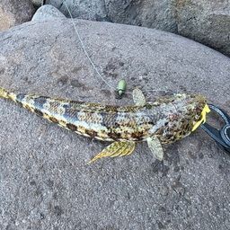 エソ