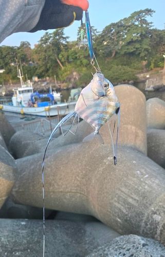 イトヒキアジの釣果