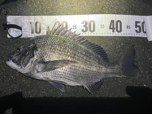 チヌの釣果