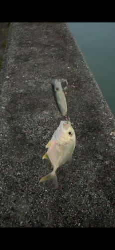 メッキの釣果