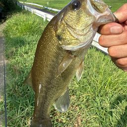 ラージマウスバス