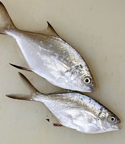 釣果