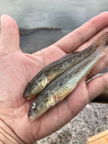 マハゼの釣果