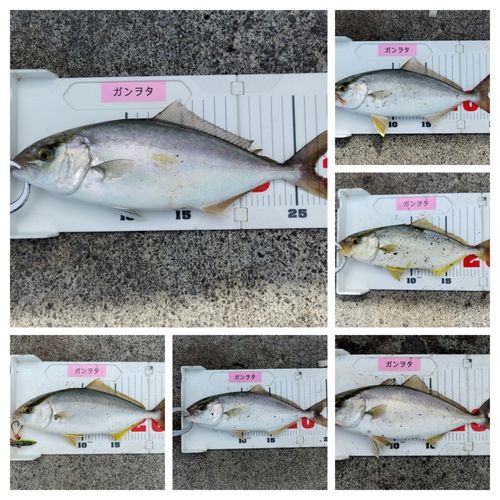 ショゴの釣果