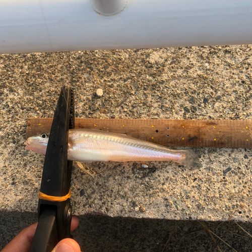 キスの釣果