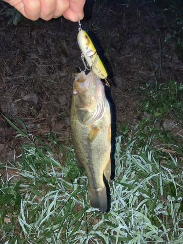 ラージマウスバスの釣果