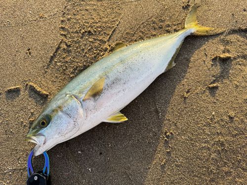 イナダの釣果