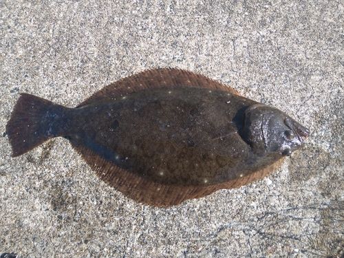 ヒラメの釣果