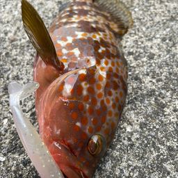 アコウ