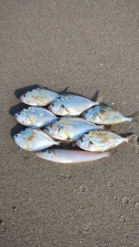 キスの釣果
