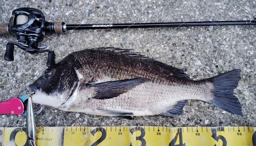 チヌの釣果