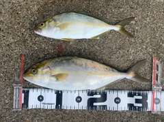 ショゴの釣果