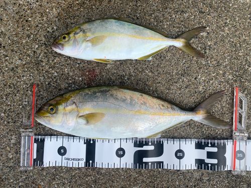 ショゴの釣果