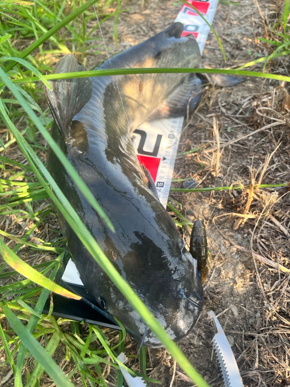 アメリカナマズ