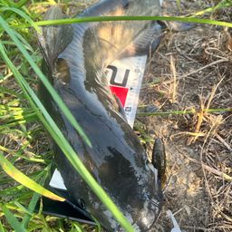 アメリカナマズ