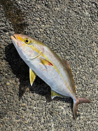 ショゴの釣果