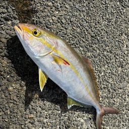 ショゴ