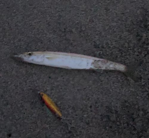 ソゲの釣果