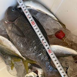 アジ