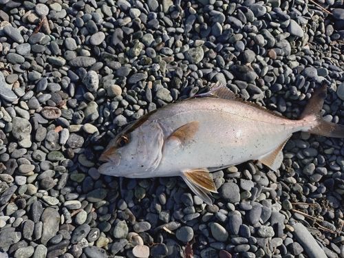 ショゴの釣果