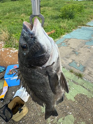 チヌの釣果